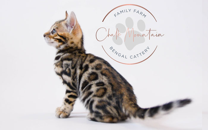 Bengal kitten for sale
